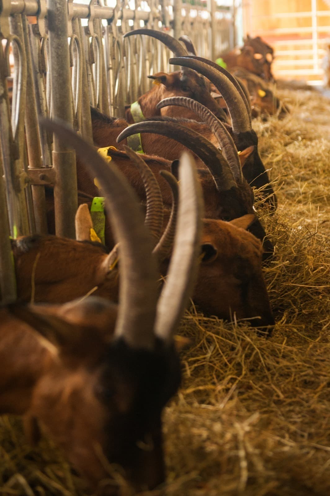 Découverte de la chèvrerie de Valbonne