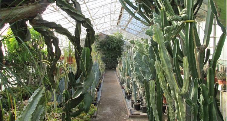 Le monde des cactus