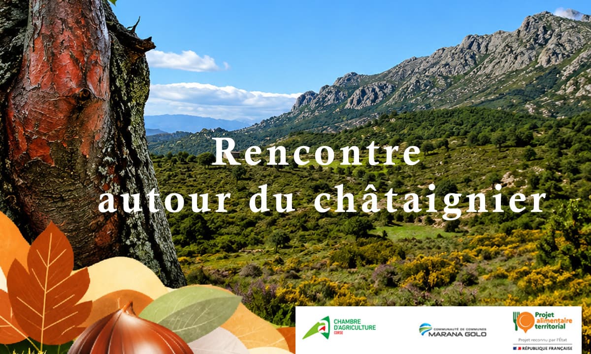 Rencontre autour de la châtaigneraie corse