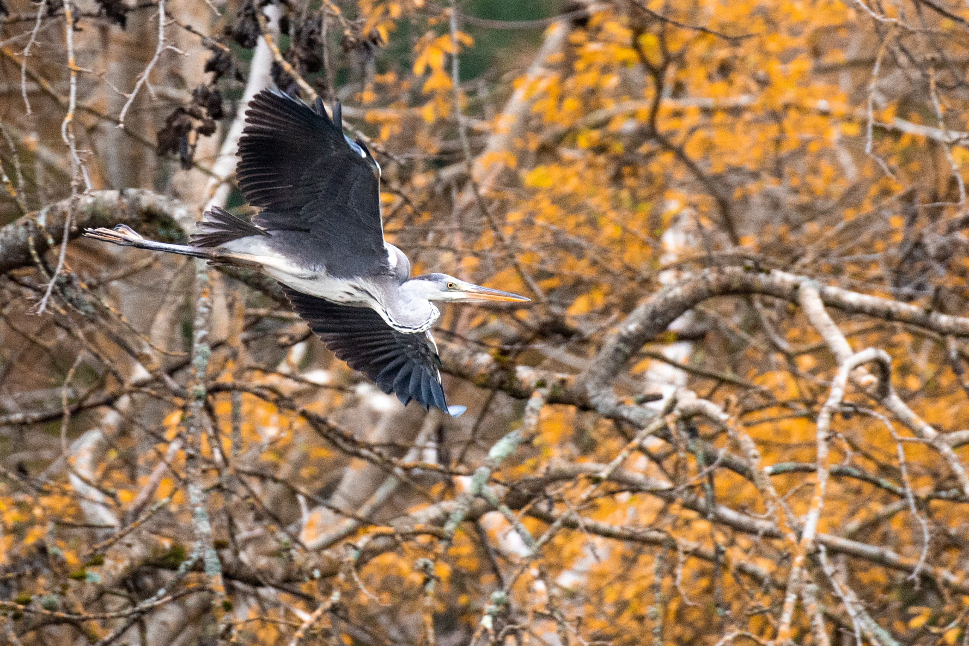 Les oiseaux du marais