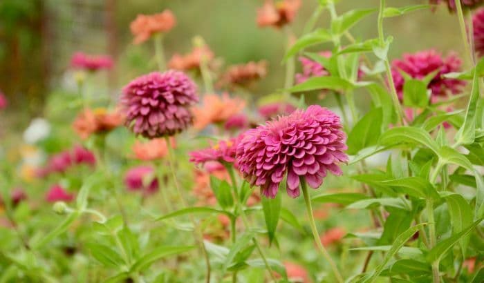 Connaître les plantes sauvages et comestibles