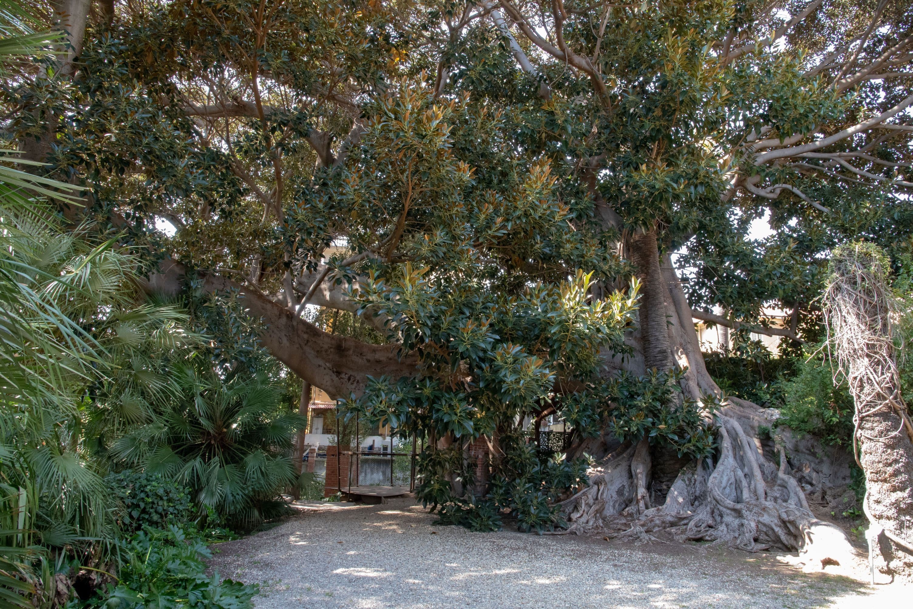 Arboriculture urbaine et arbres monumentaux