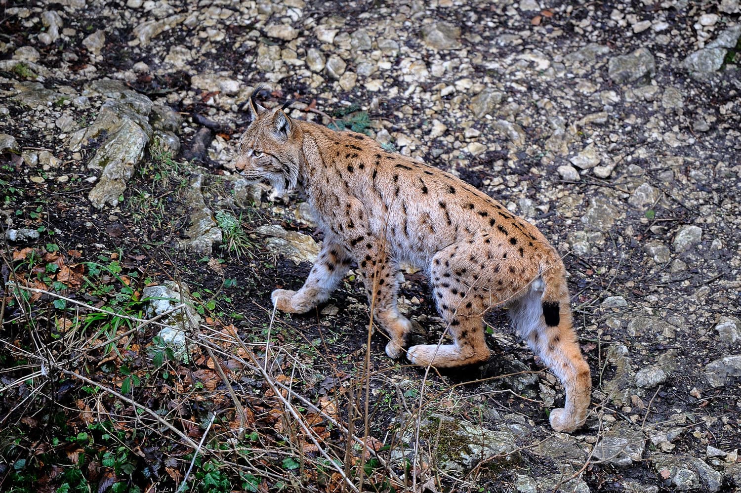 Dans la peau du Lynx boréal
