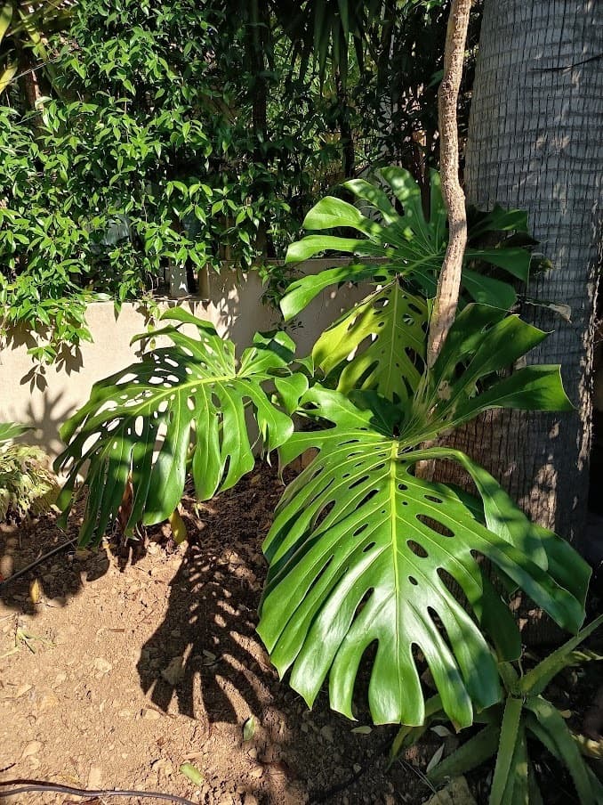 Visite du jardin Coeur d'hérault