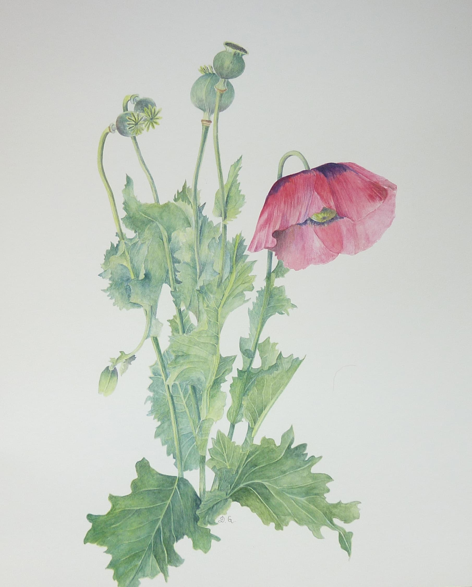 Regards d'artiste. Apprendre à voir le jardin pour réaliser un dessin botanique dans le jardin du Château du Touvet
