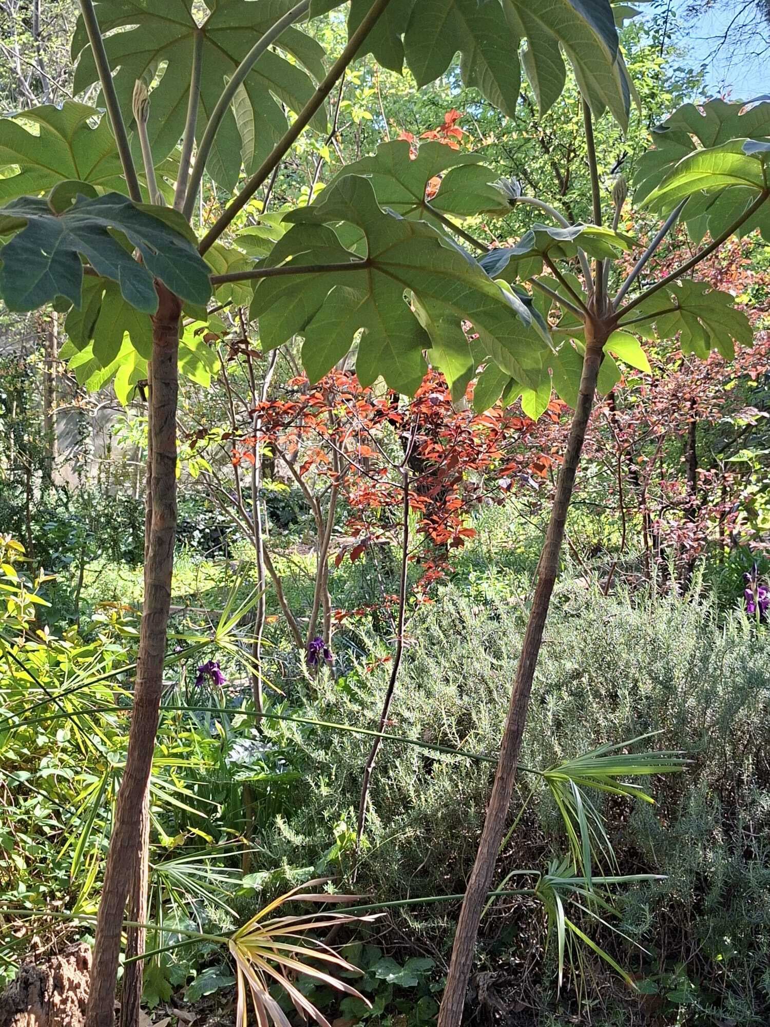 Visite découverte et parcours sensoriel au jardin