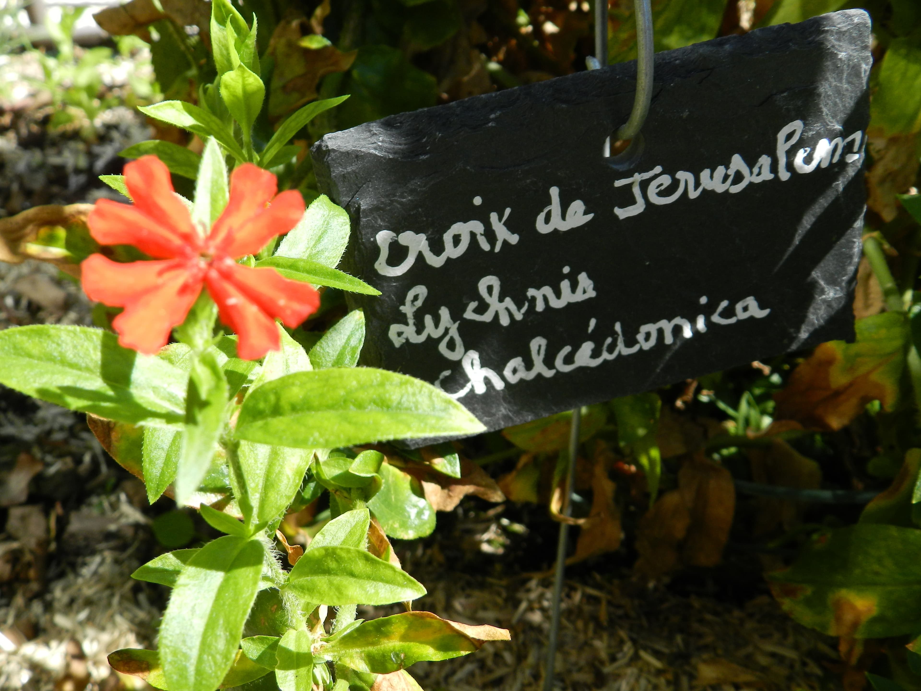 Découverte du Jardin médiéval de la Sagesse