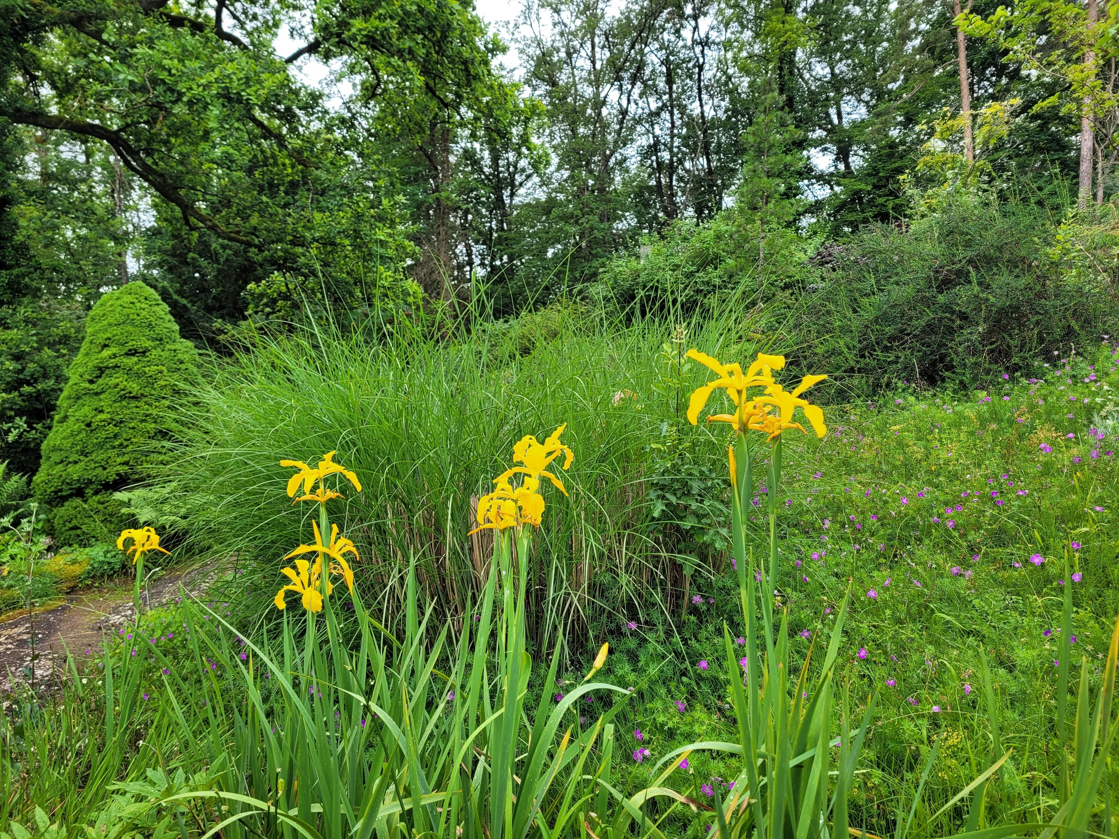 Un jardin enchanteur : le Jardin botanique du col de Saverne