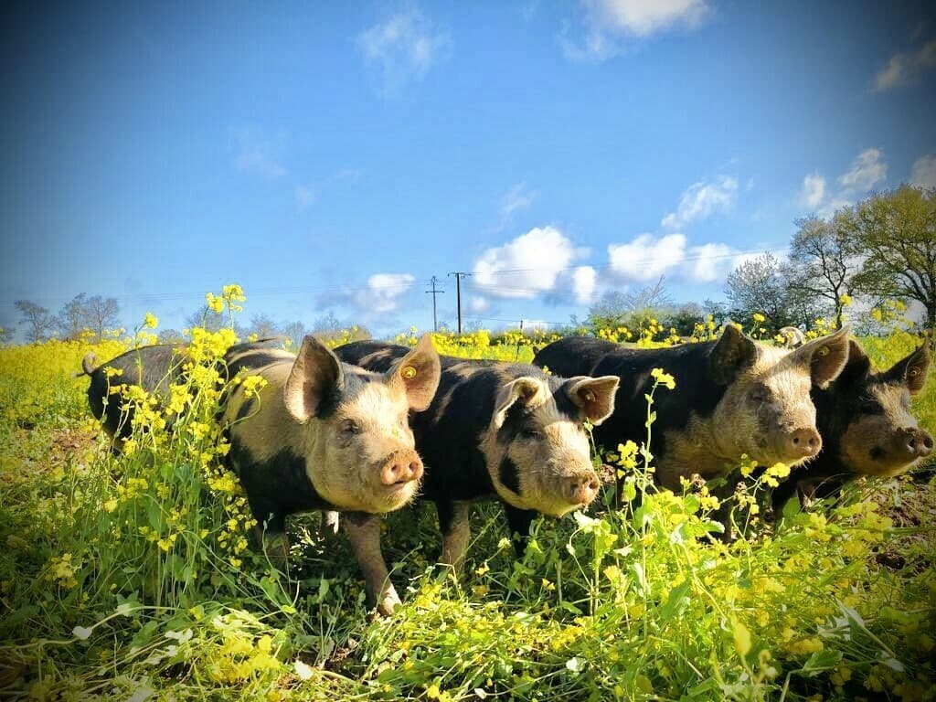 À la rencontre de nos cochons plein air