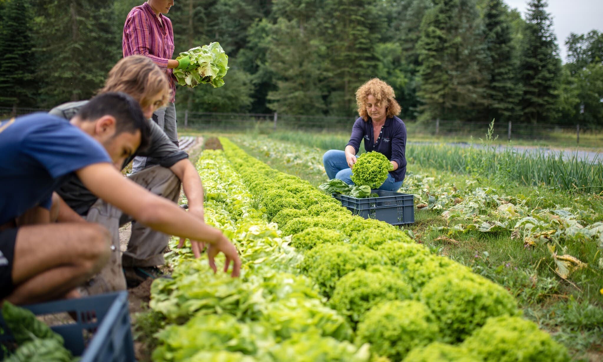 Visite d'une ferme maraichère bio et agro-écologique