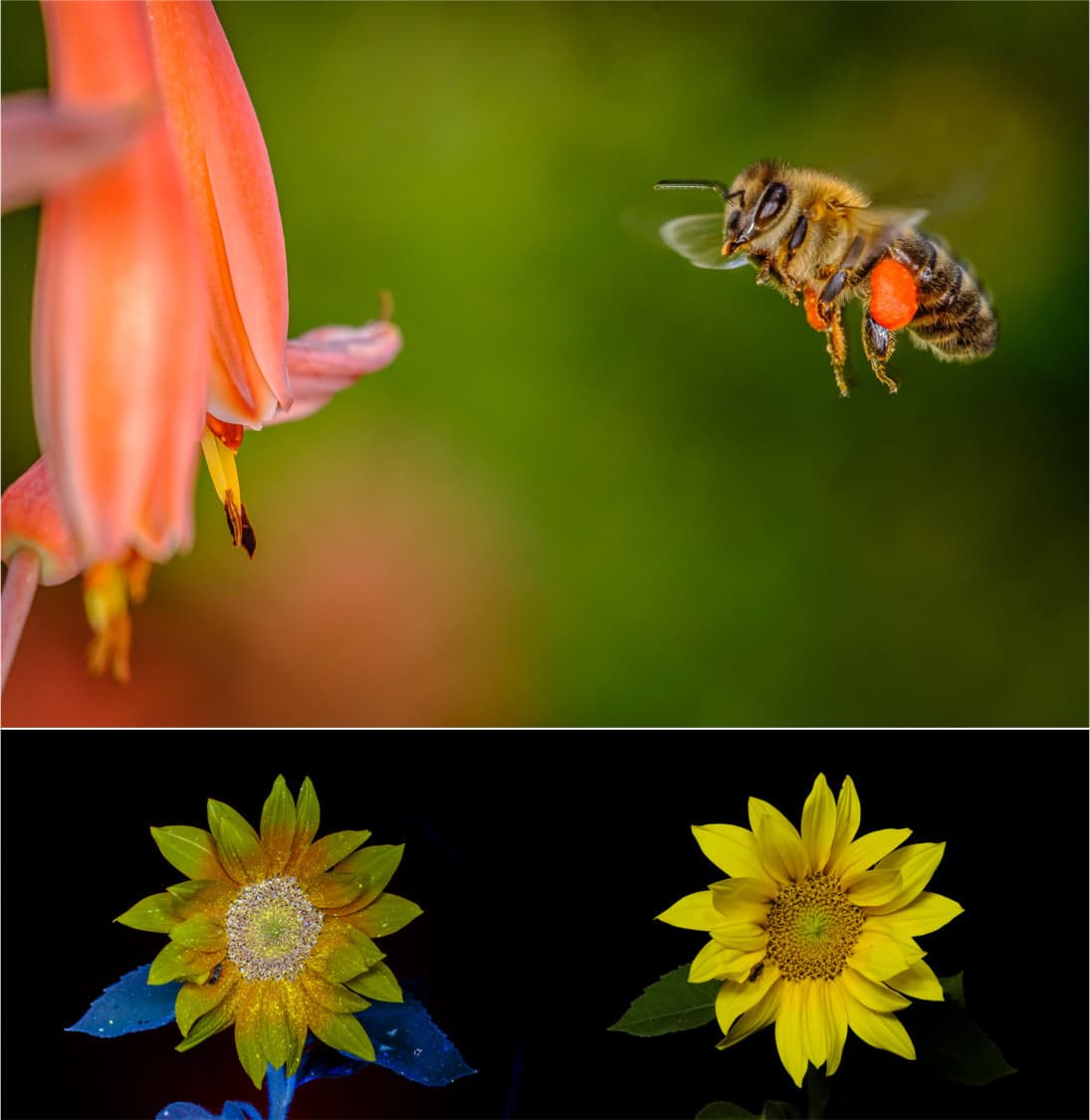 Regarder les fleurs avec les yeux des insectes