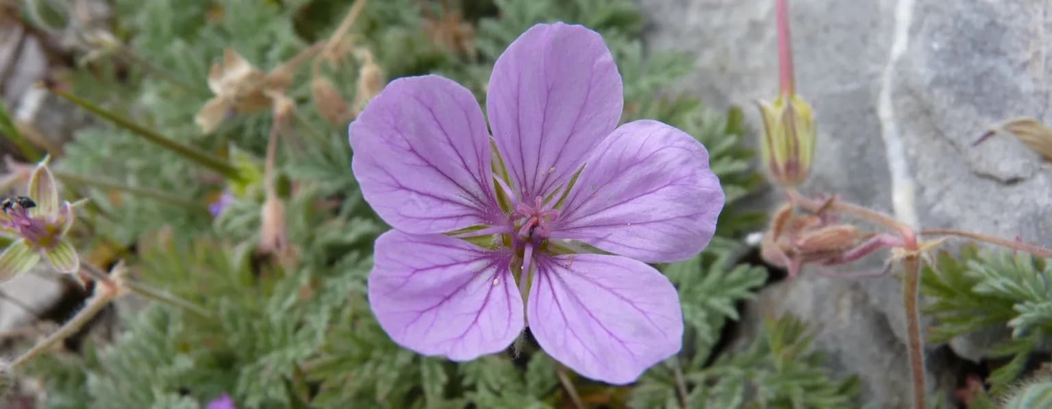 Formation Perfectionnement : La richesse de la flore des Corbières