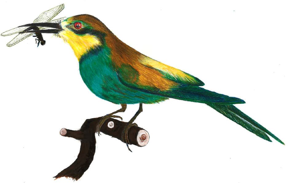 Dessins naturalistes des étudiant.es de Sorbonne Université