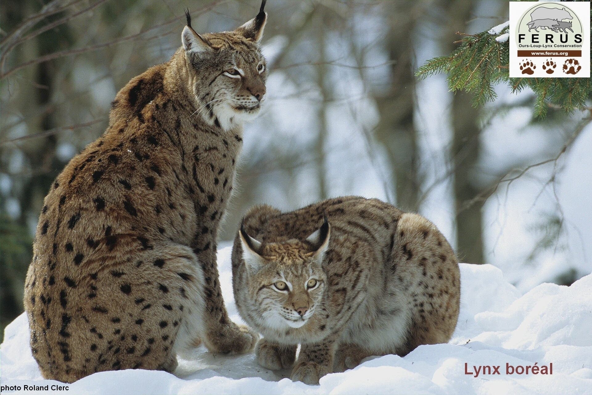 Journée Internationale du Lynx