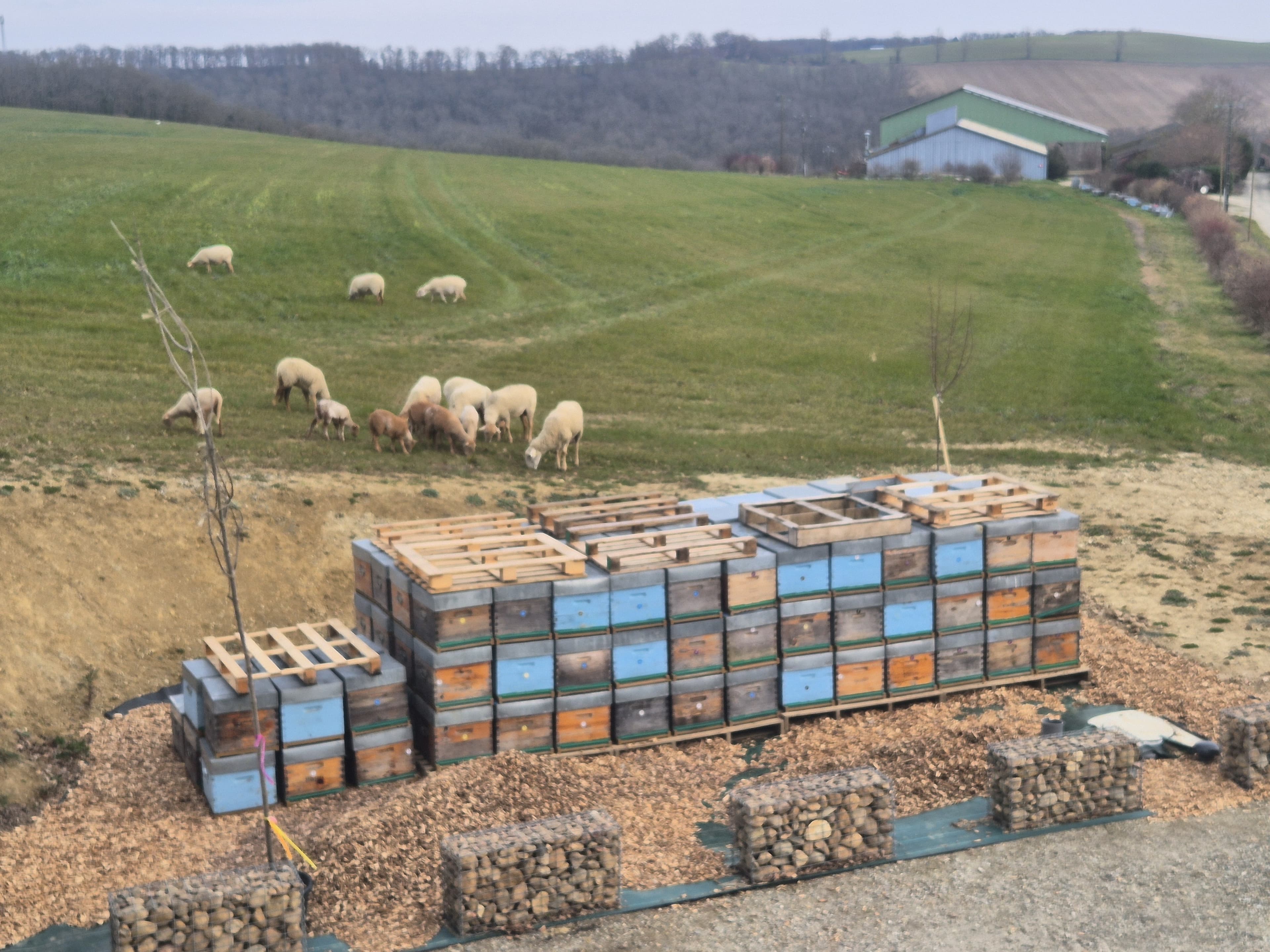 Fermes en Fête - Beezou, apiculteurs innovants