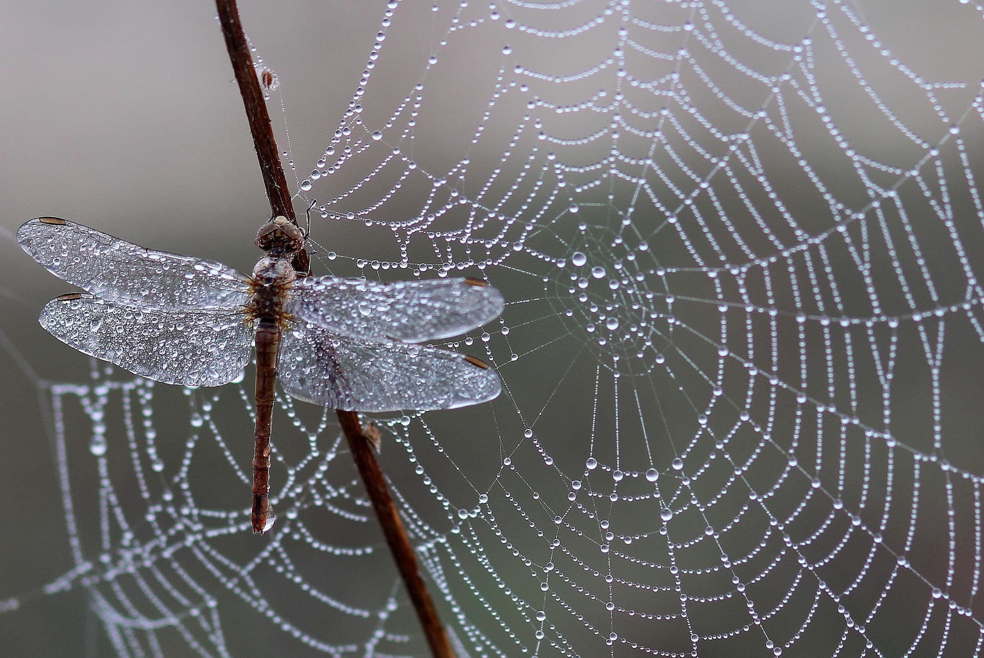 Libellules, papillons, autres insectes, araignées : cherchons les indices de présence et apprenons à les photographier