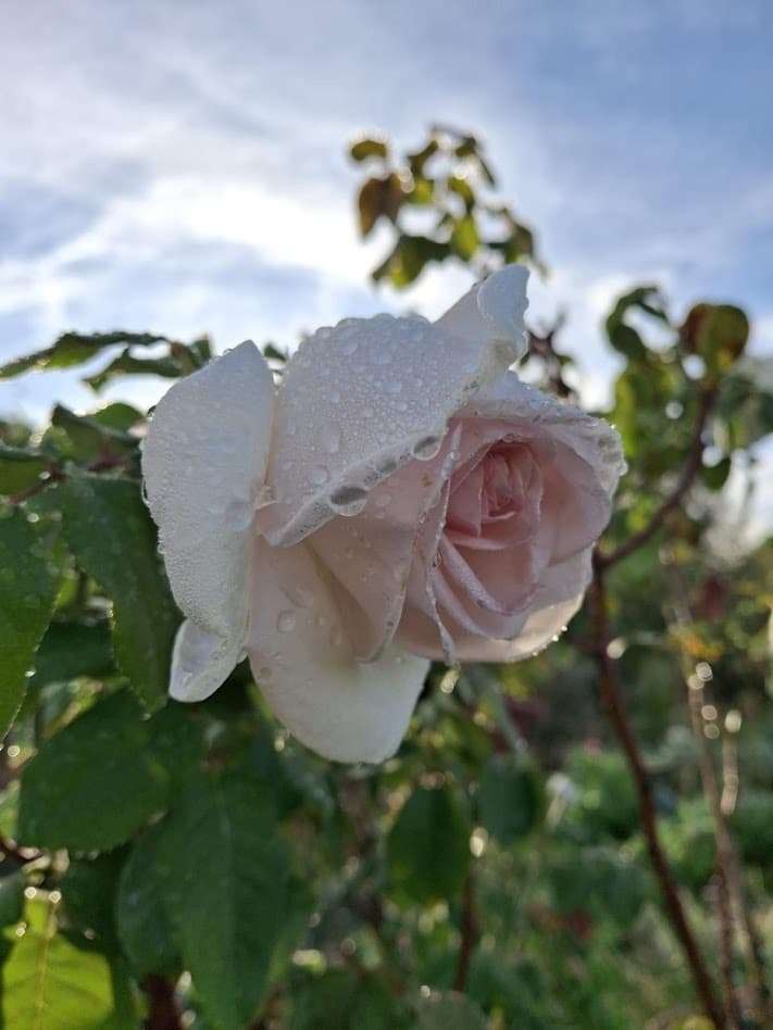 Visite du chef jardinier
