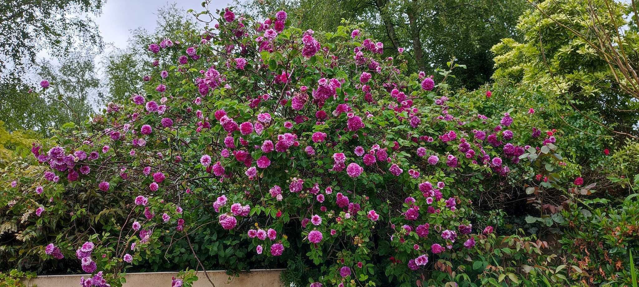 Les roses du jardin de danyland
